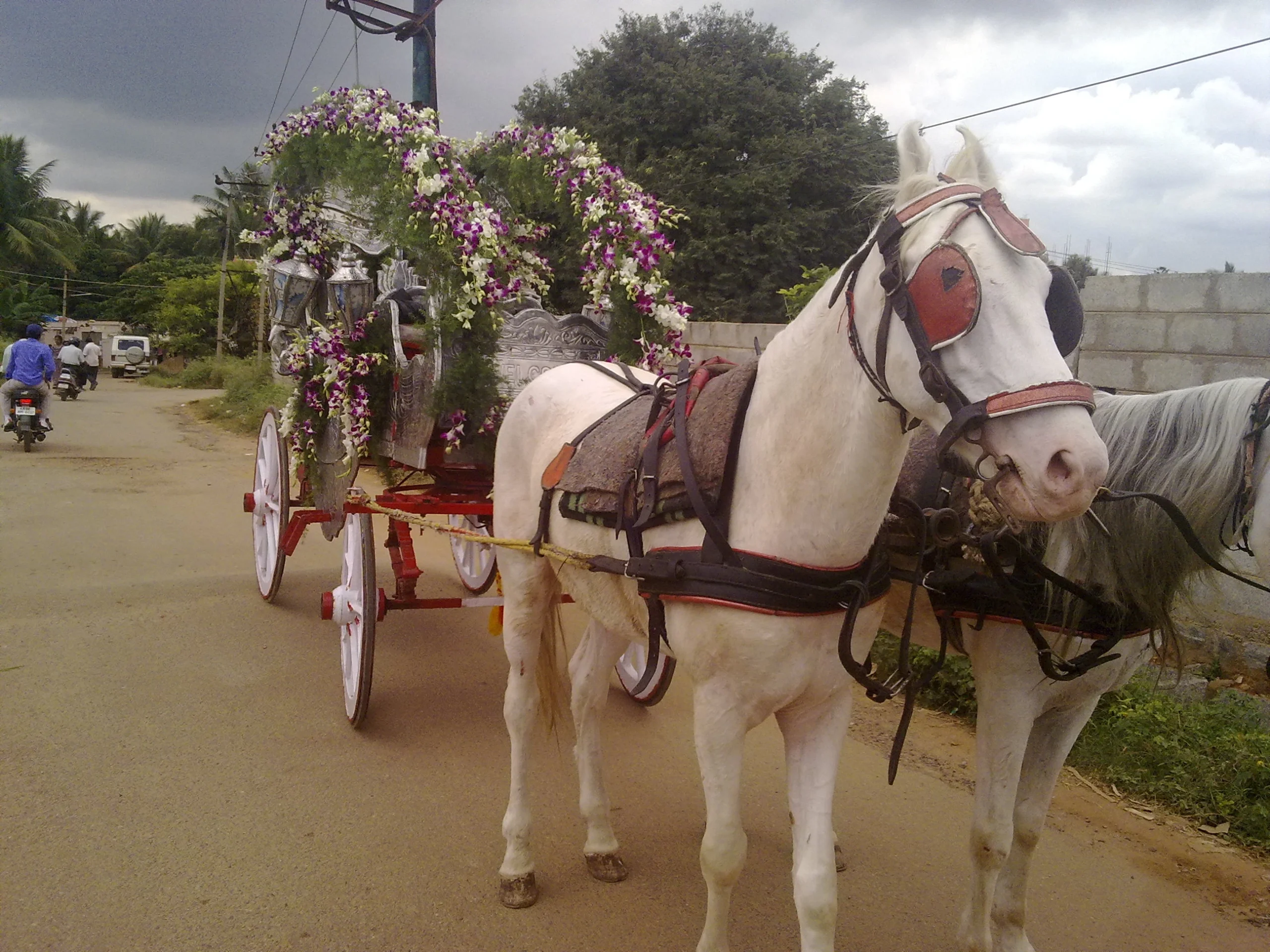 chairiot-horse